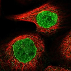 DTX2 Antibody, Novus Biologicals:Antibodies:Primary Antibodies